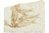Multiple Detailed Fossil Fish (Knightia) - Wyoming #224554-1